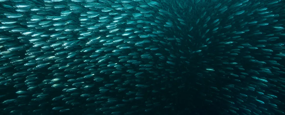 A dense school of small fish underwater.