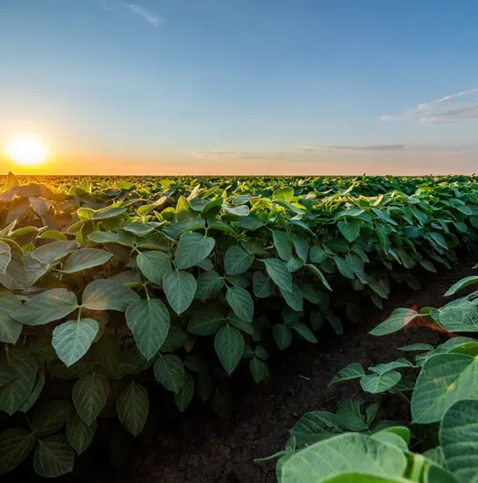 Lush green soybean field at sunset.