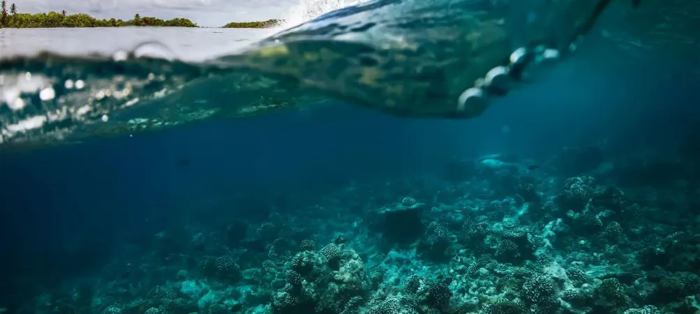 A surfing wave with waterline over tropical coral reef