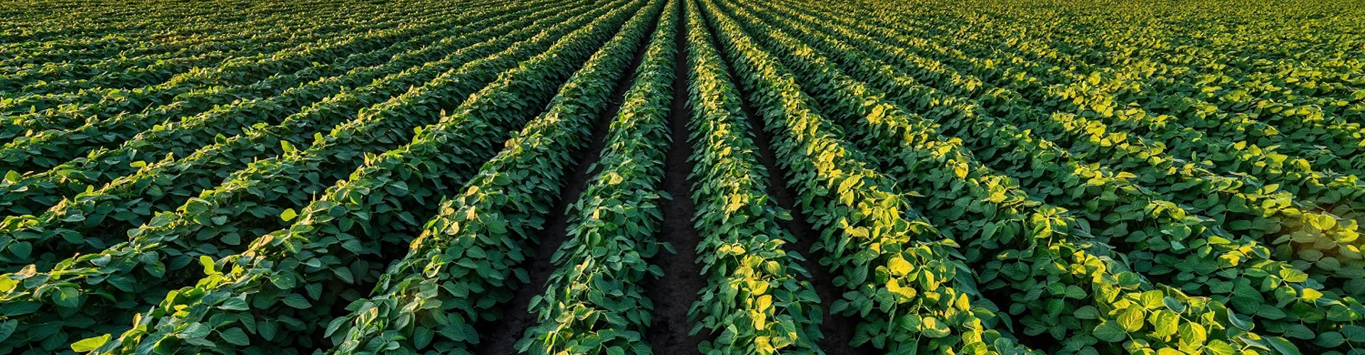 Vast agricultural field with straight rows of green plants under a partly cloudy sky.