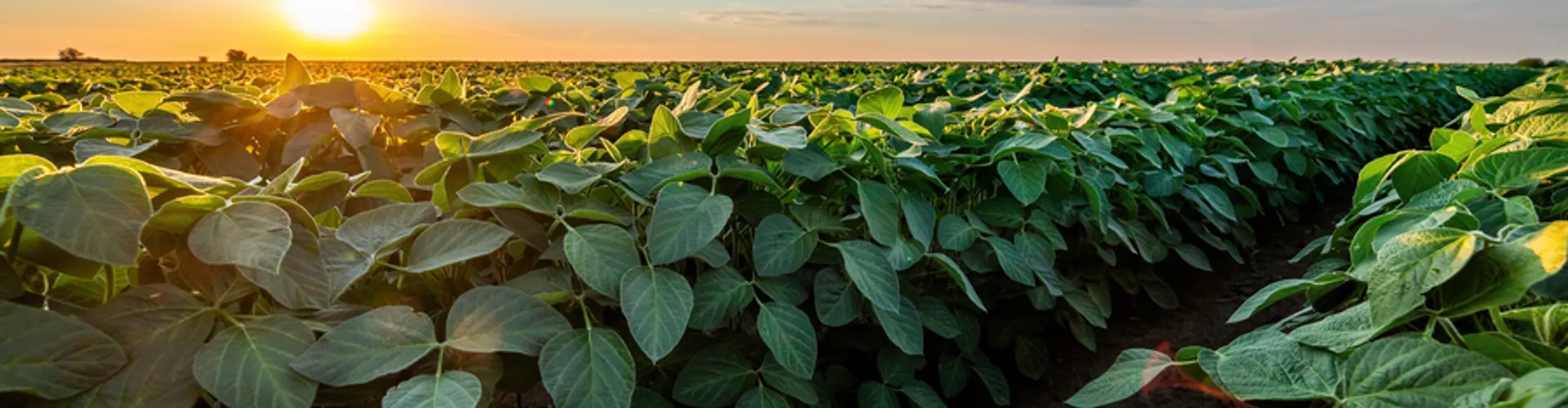 Vast field of green soybean plants extending to the horizon at warm sunset.
